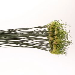 Allium grün Fido Dido 70cm