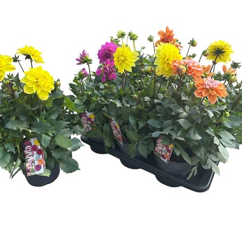 Dahlia mix T17 H045
