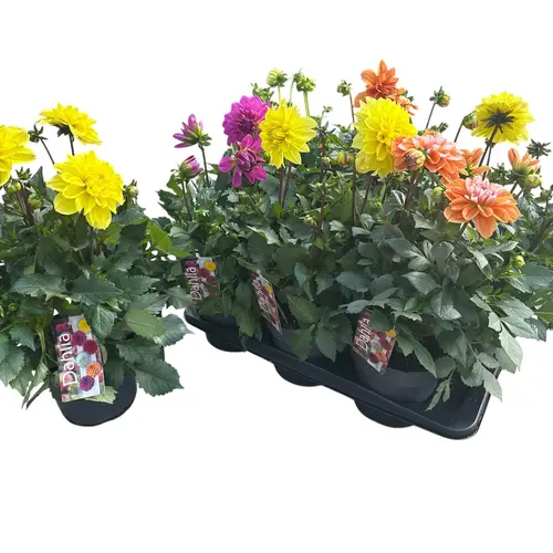 Dahlia mix T17 H045