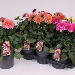 Dahlia mix T17 H045