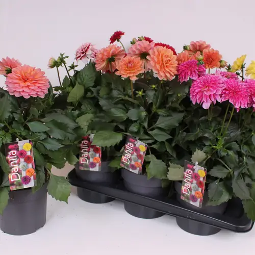 Dahlia mix T17 H045