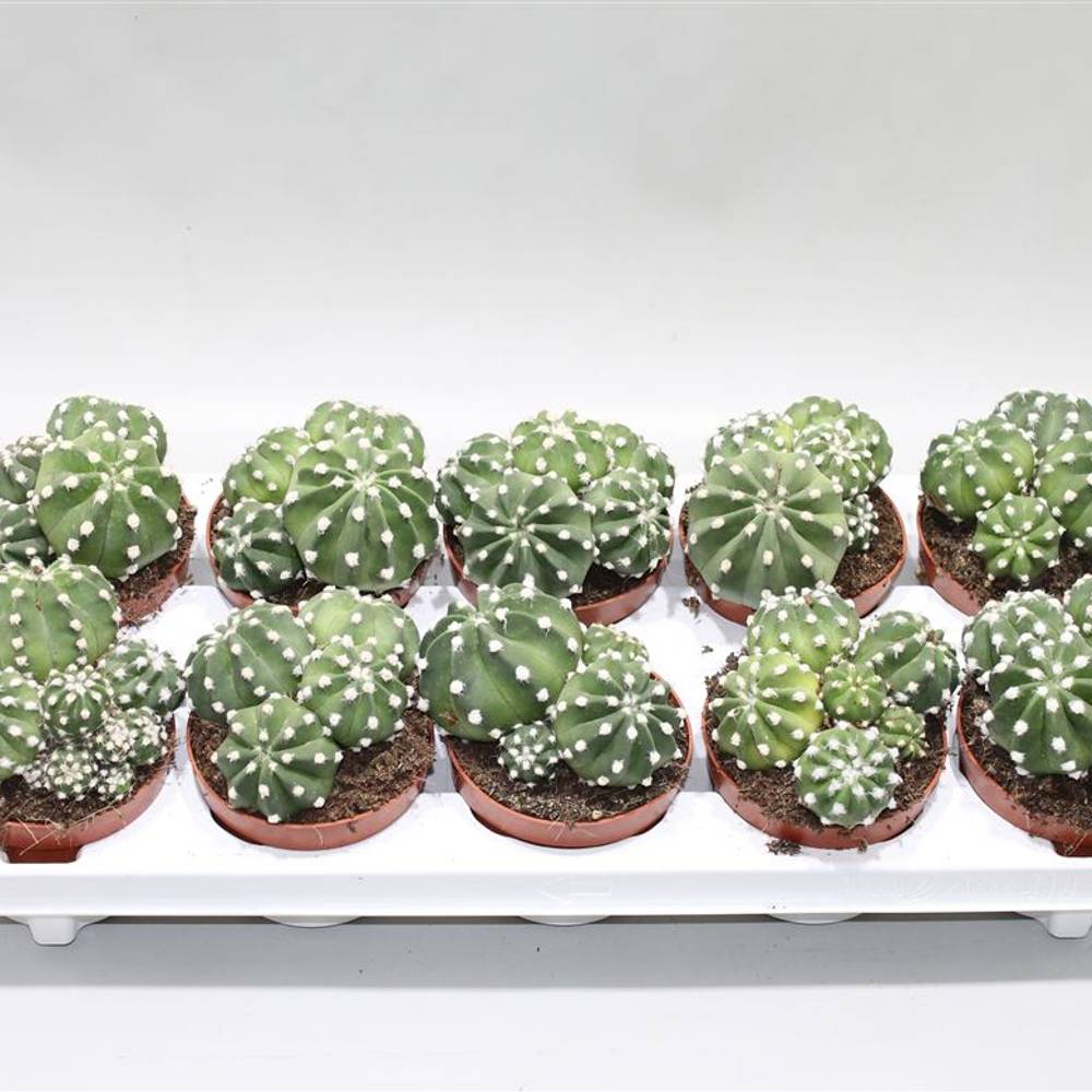 Echinopsis Subdenudata T10 H018