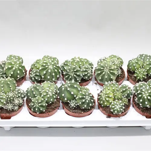 Echinopsis Subdenudata T10 H018