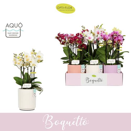 Phal.3-5 R Boquetto mix im Molise Aqua Keramik T12 H035