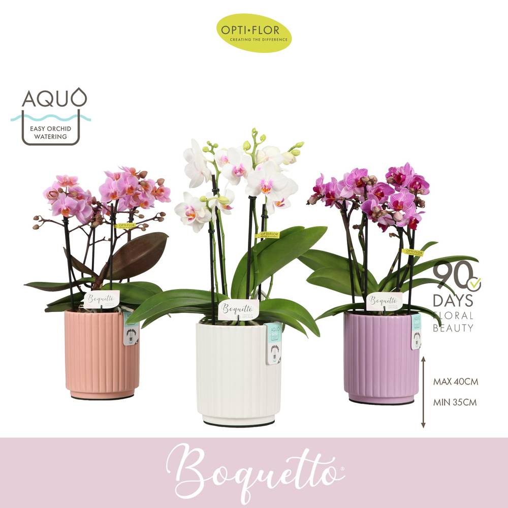 Phal.3-5R Boquetto mix im Molise Aqua Keramik T12 H035