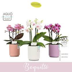 Phal.3-5R Boquetto mix im Molise Aqua Keramik T12 H035