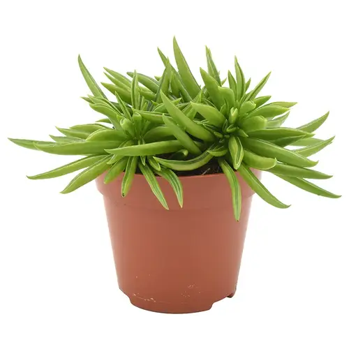 Peperomia Happy-Bean T12 H18