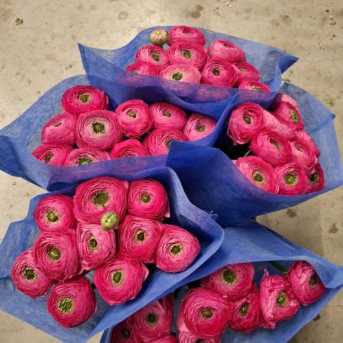 Ranunkel lila-dunkel grün Super 45cm