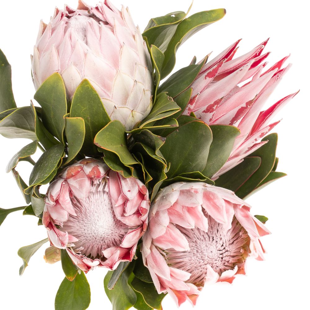 Protea rosa King 30cm