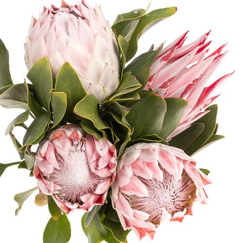 Protea rosa King 30cm
