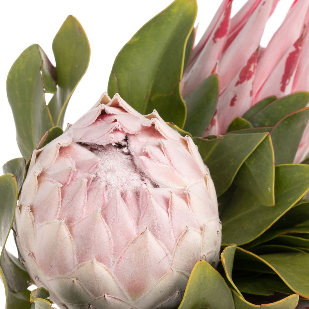 Protea rosa King 30cm