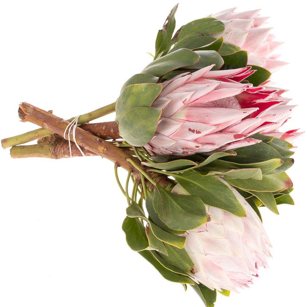 Protea rosa King 30cm