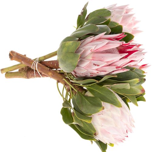 Protea rosa King 30cm