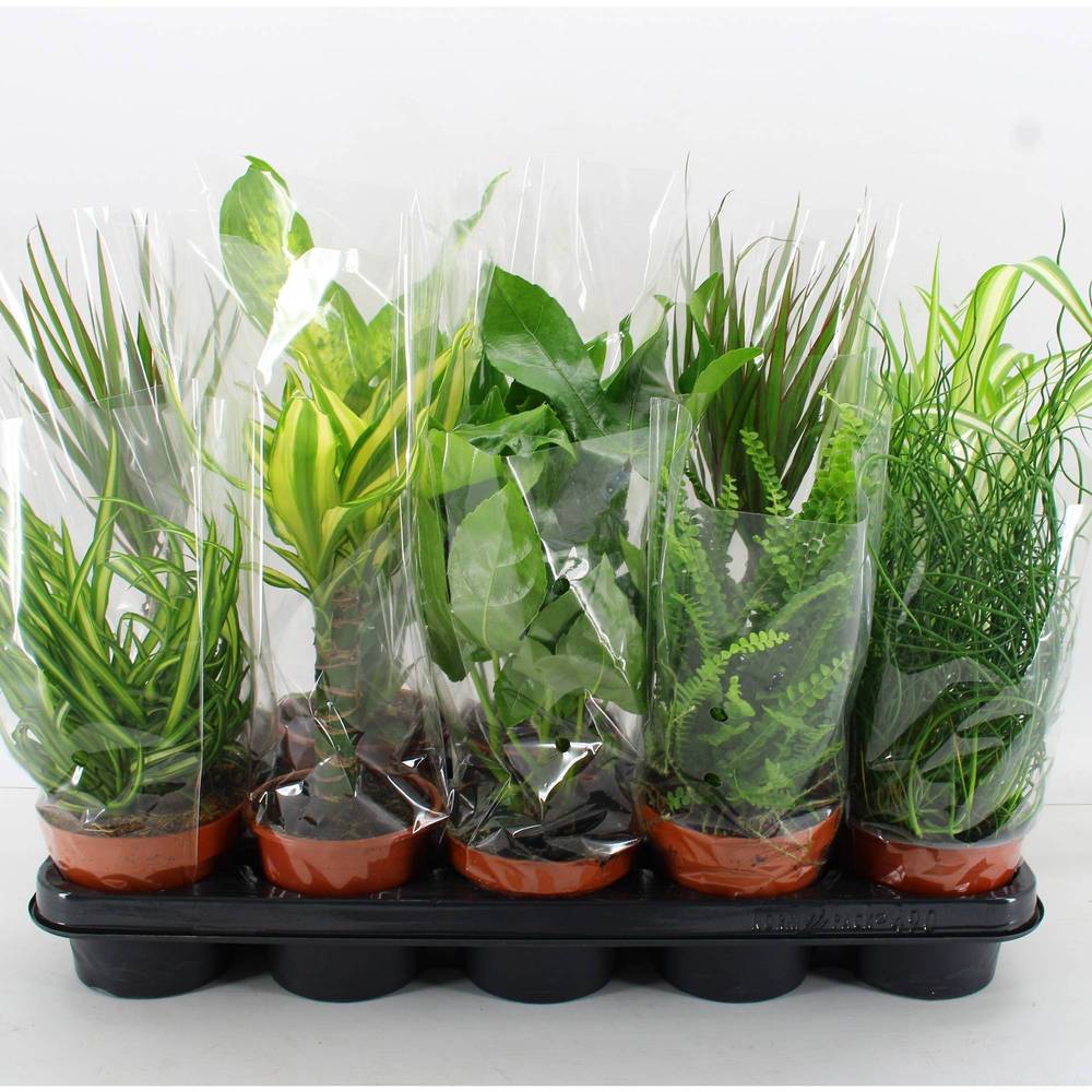 Grünpflanzen mix M-10 T12 H45