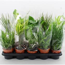 Grünpflanzen mix M-10 T12 H45