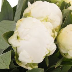 Pfingstrose creme Claude Frankreich 50cm