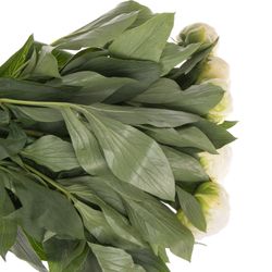 Pfingstrose creme Claude Frankreich 50cm