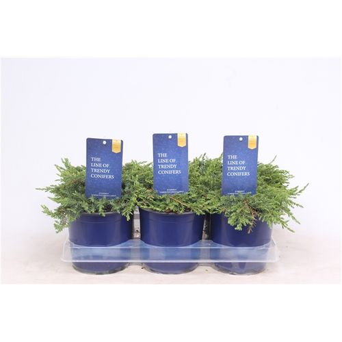 Juniperus Communis Green Carpet T15 H025