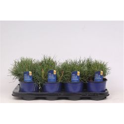 Pinus Mugo Mughus T13 H20