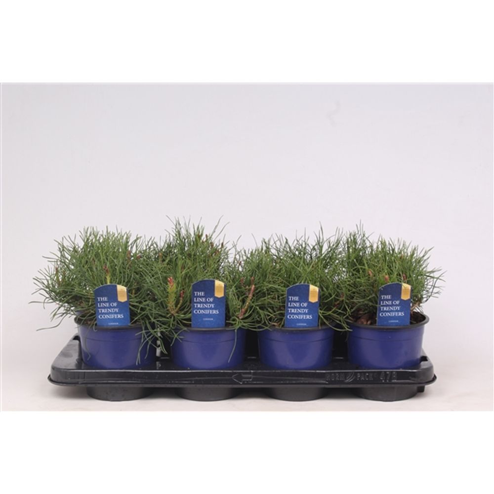 Pinus Mugo Mughus T13 H20