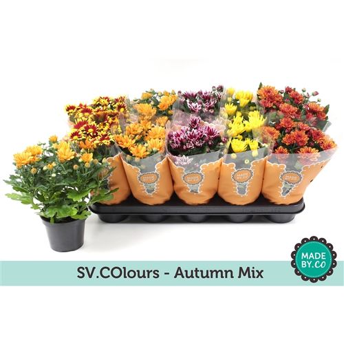 Chrys.mix Autumn T12 H25