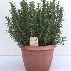 Rosmarin Officinalis T25 H045