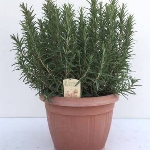 Rosmarin Officinalis T25 H045
