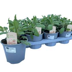 Salvia Officinalis T14 H25