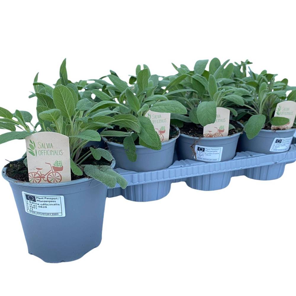 Salvia Officinalis T14 H25