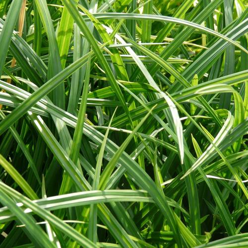 Carex Morrowii Irish Green T17 H30