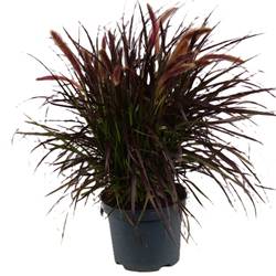Pennisetum Tiny Tails T19 H040