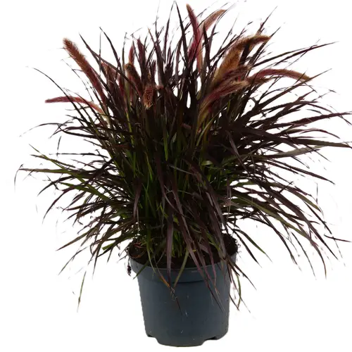 Pennisetum Tiny Tails T19 H040