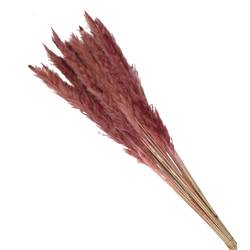 Trocken Pampasgras Fluffy rosa L80cm