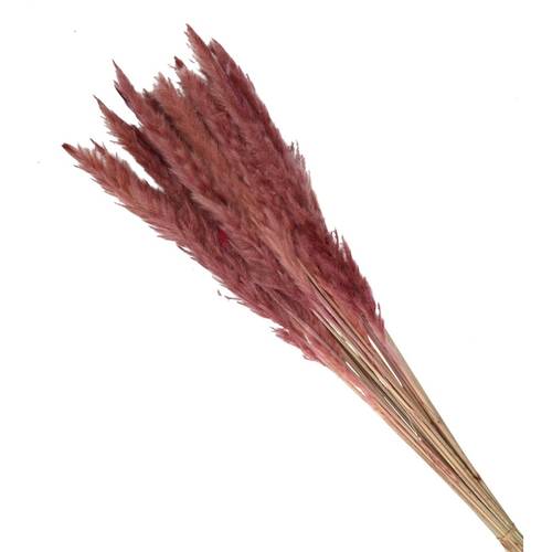 Trocken Pampasgras Fluffy rosa L80cm