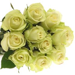 Rose creme Athena   35cm