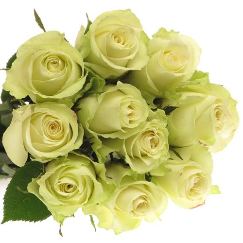 Rose creme Athena   35cm