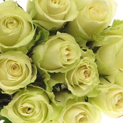 Rose creme Athena   35cm