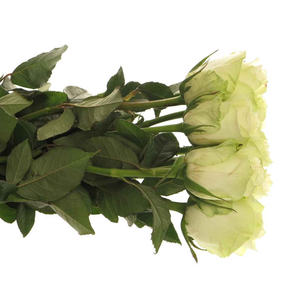 Rose creme Athena   35cm