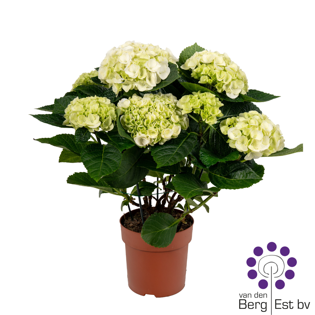Hortensie weiss 5-6Bl. T14 H035