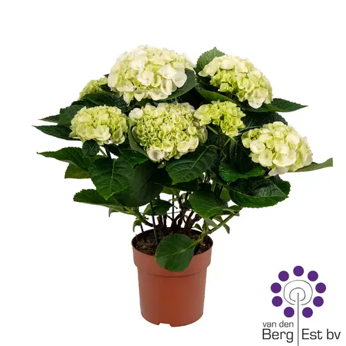 Hortensie weiss 5-6Bl. T14 H035