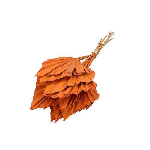 Trocken Palm Spear orange L50cm x10