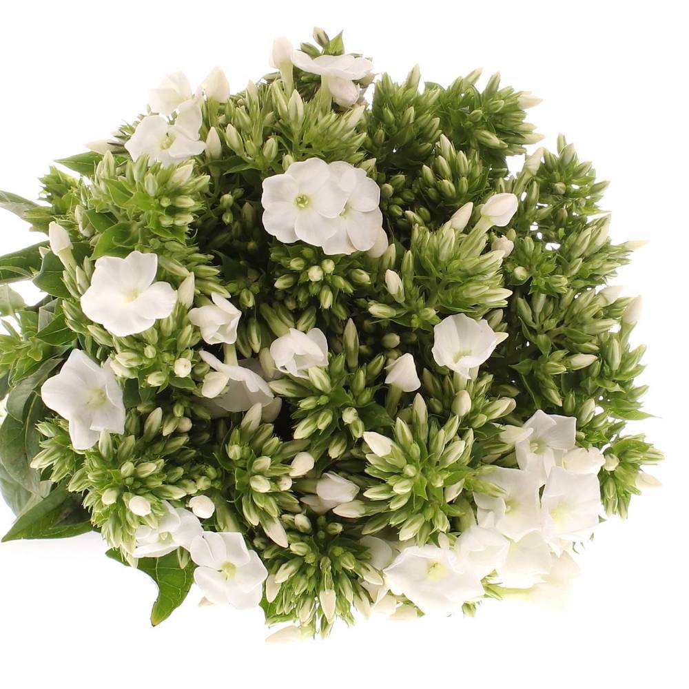 Phlox weiss Danielle 40cm