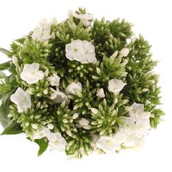 Phlox weiss Danielle 40cm