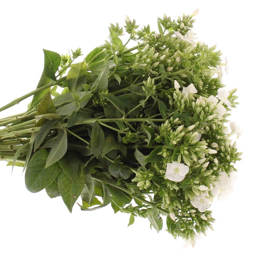 Phlox weiss Danielle 40cm