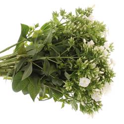 Phlox weiss Danielle 40cm
