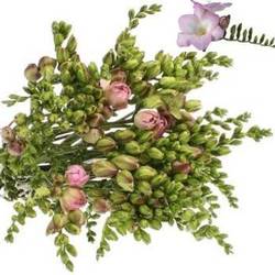 Freesie rosa gefüllt Rosario 22 Gramm