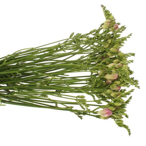 Freesie rosa gefüllt Rosario 22 Gramm