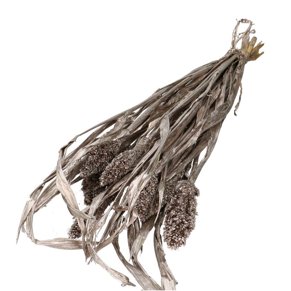 Trocken Sorghum Champagner L70cm