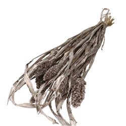 Trocken Sorghum Champagner L70cm