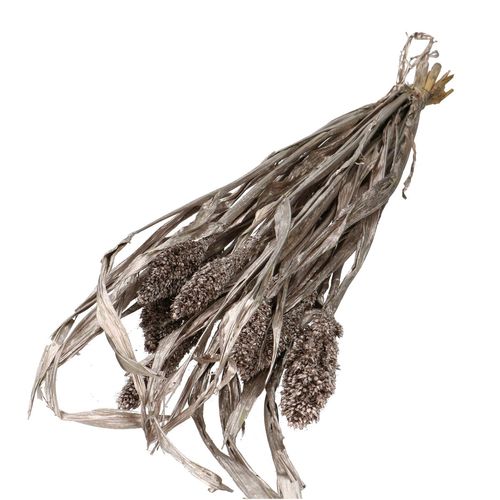 Trocken Sorghum Champagner L70cm